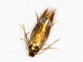 Stigmella hybnerella